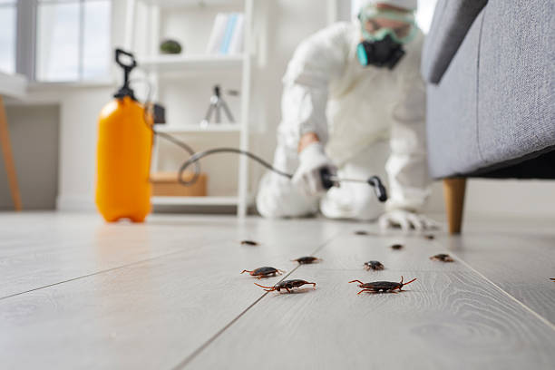 Post-Treatment Bed Bug Interceptor Monitoring in Charter Oak